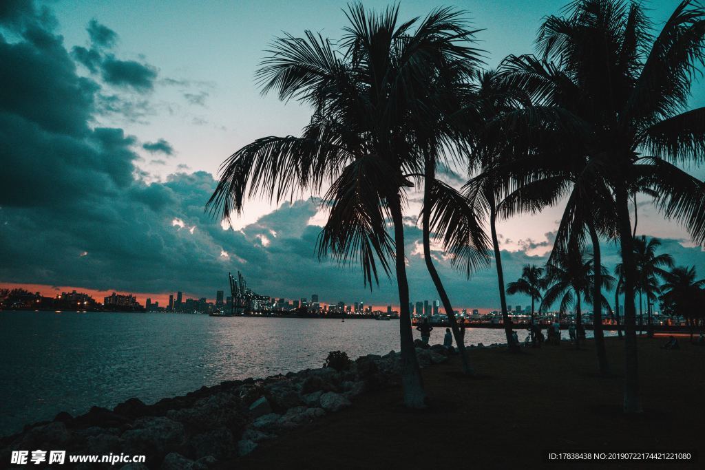 夏天夜晚海边椰子树