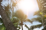 夏天唯美风景椰子树热带