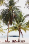 夏天海边沙滩椰子树