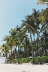夏天椰子树海边沙滩