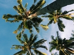 夏天椰子树蓝天