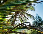 唯美椰子树叶
