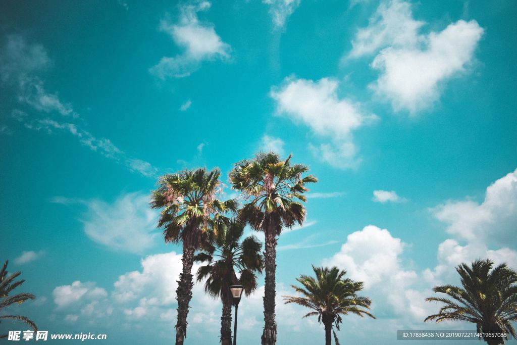 蓝天白云椰子树夏天