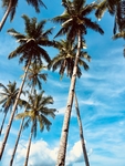夏天椰子树