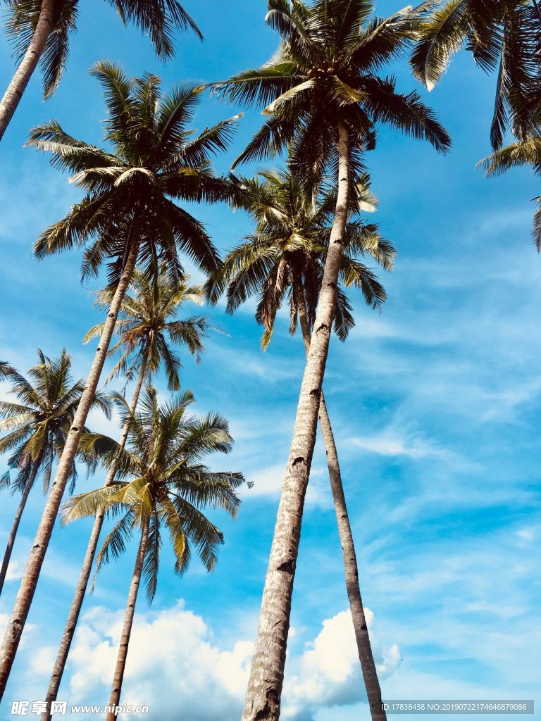 夏天椰子树