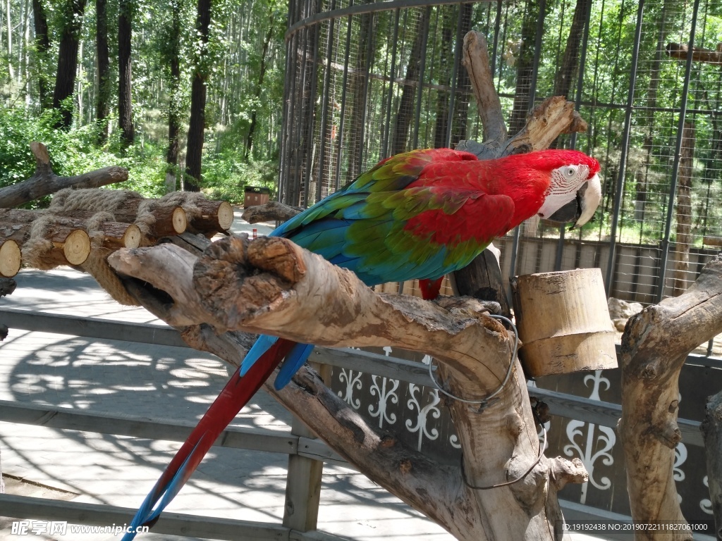 鹦鹉
