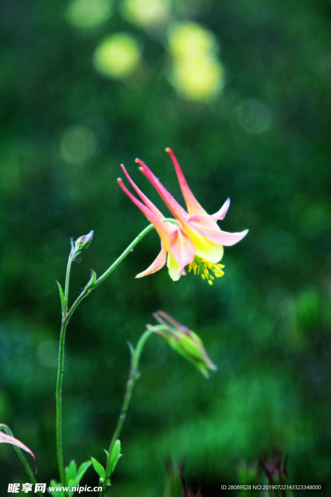花都
