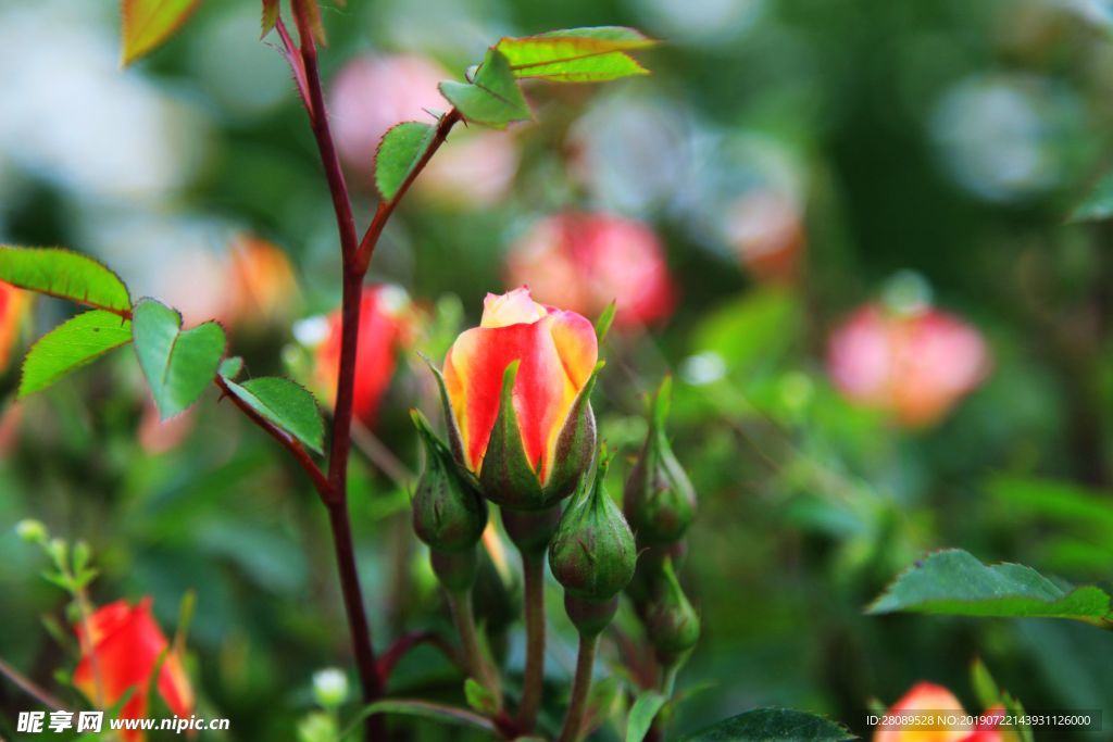 花