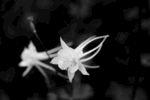 花都