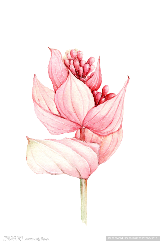 粉手绘花朵