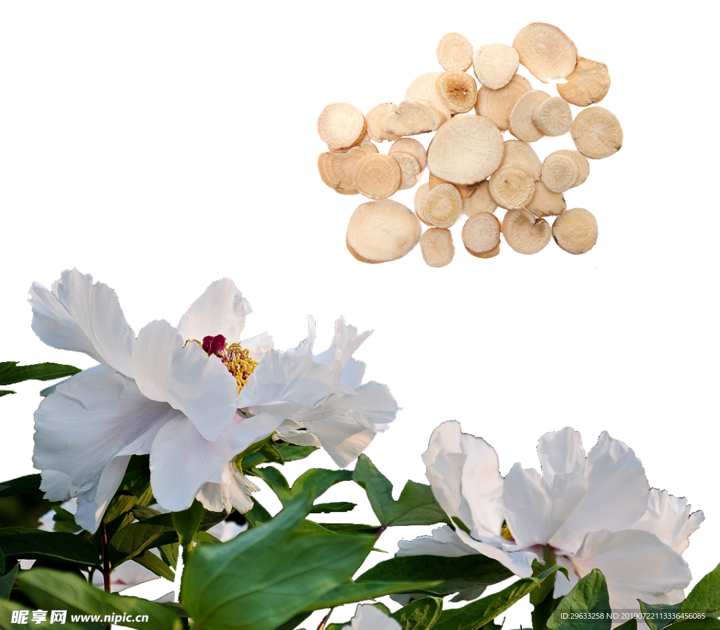 白芍