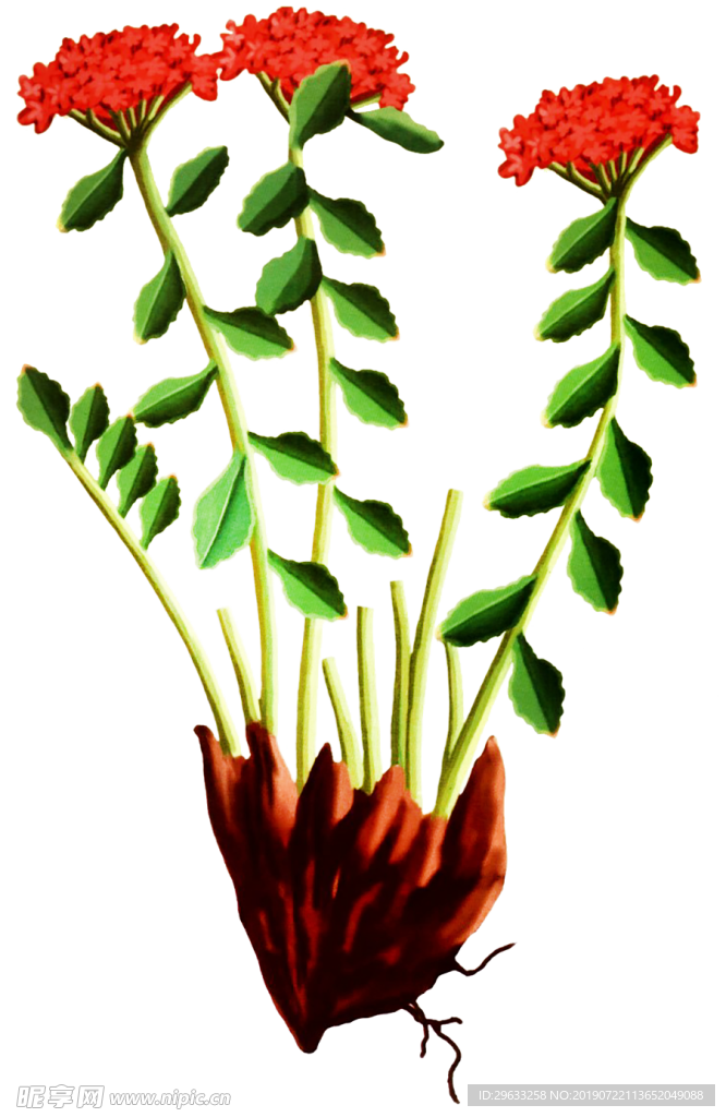 红景天