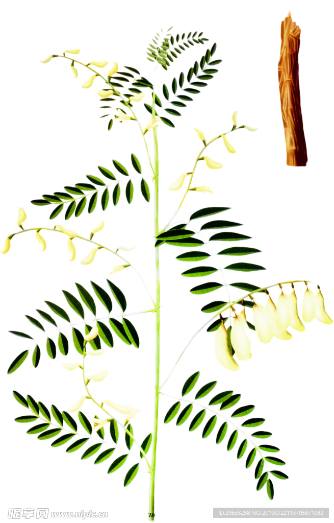 黄芪