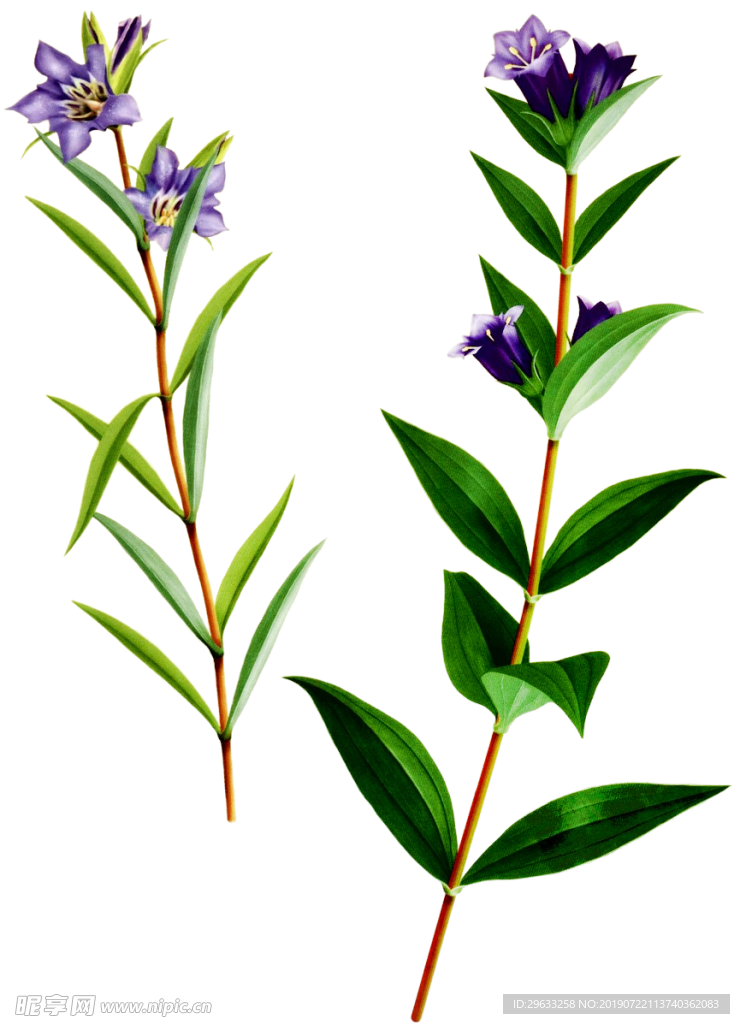龙胆