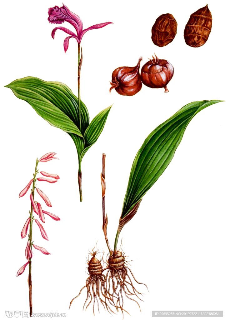 山慈菇