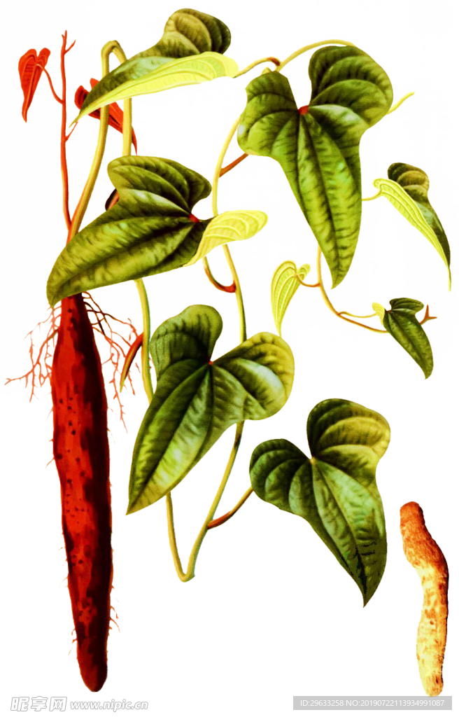 山药