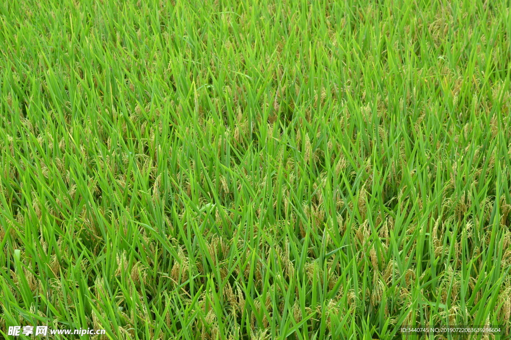 稻谷