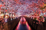 日本樱花节