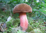 蘑菇