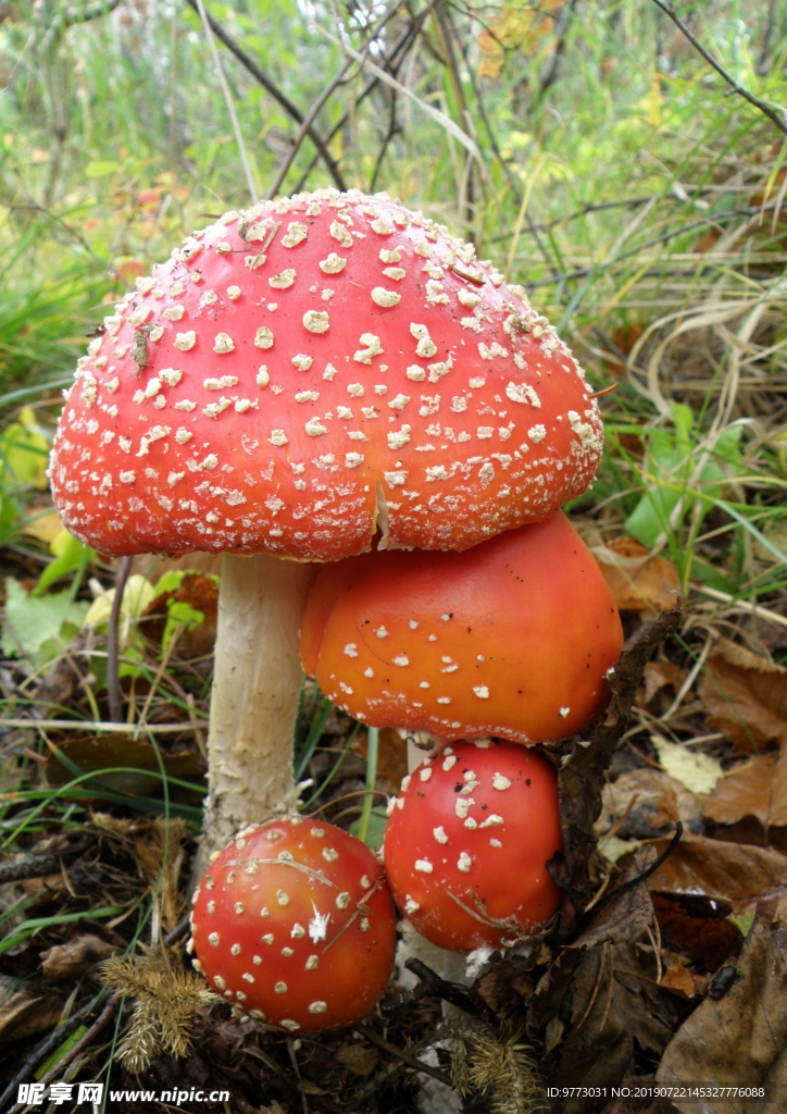蘑菇