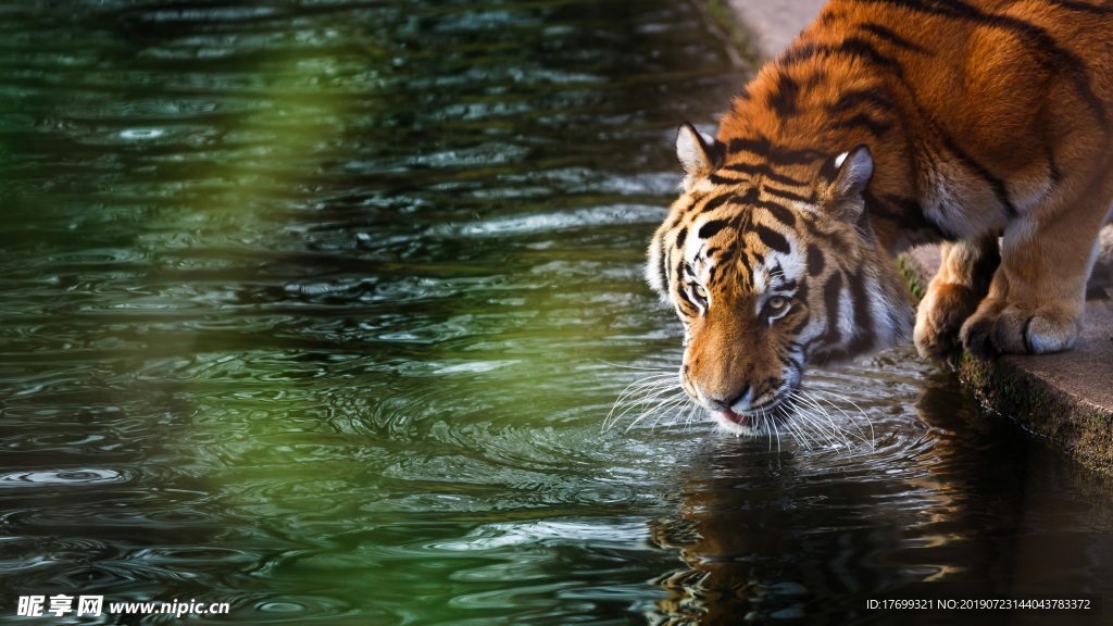 老虎喝水