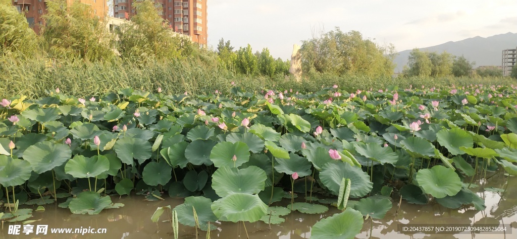 夕阳荷花