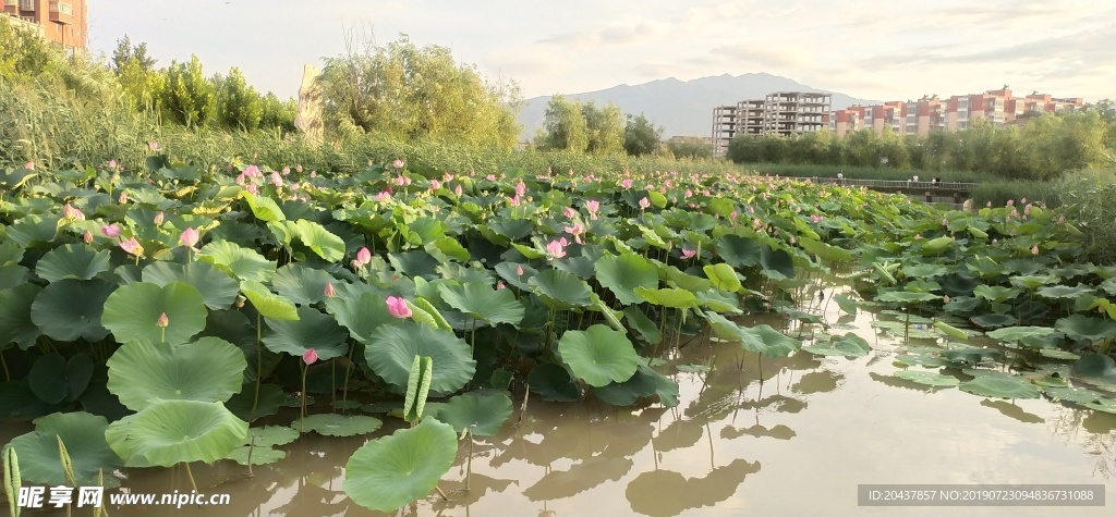 夕阳下的荷花