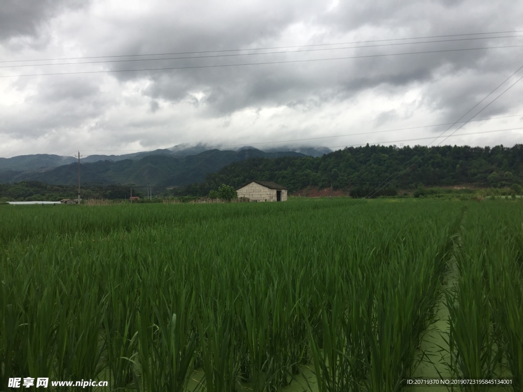 田野