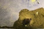 池塘蜗牛