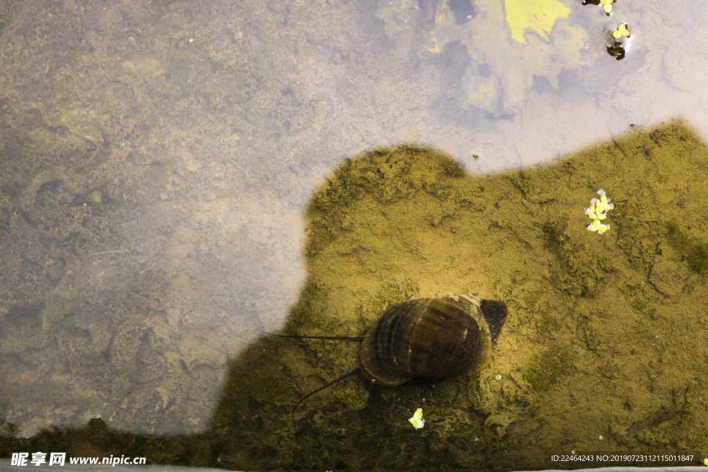 池塘蜗牛