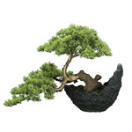 绿植盆栽