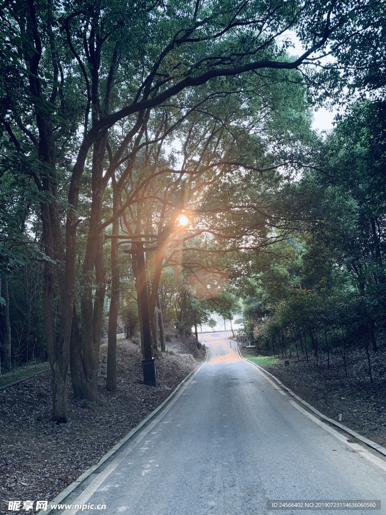 阳光小路