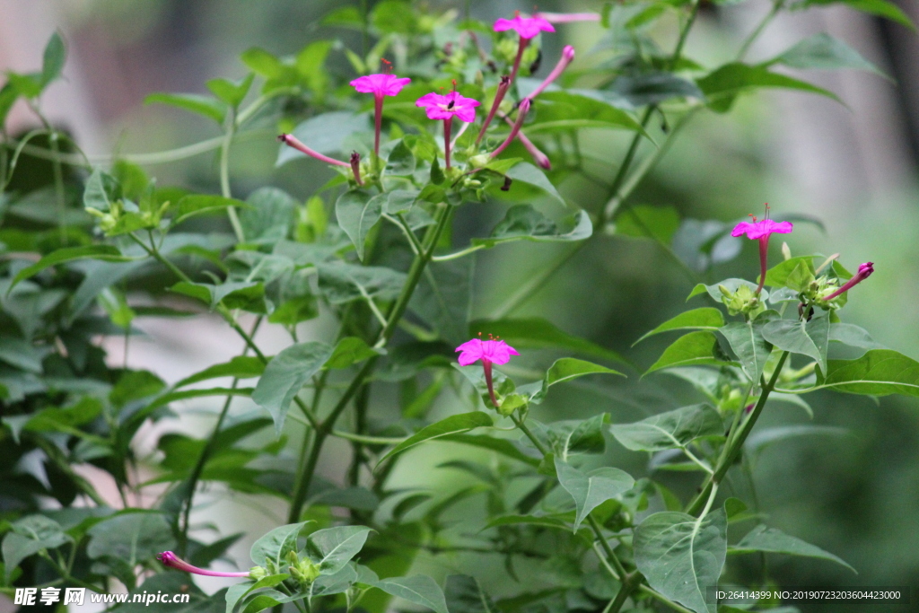 小花