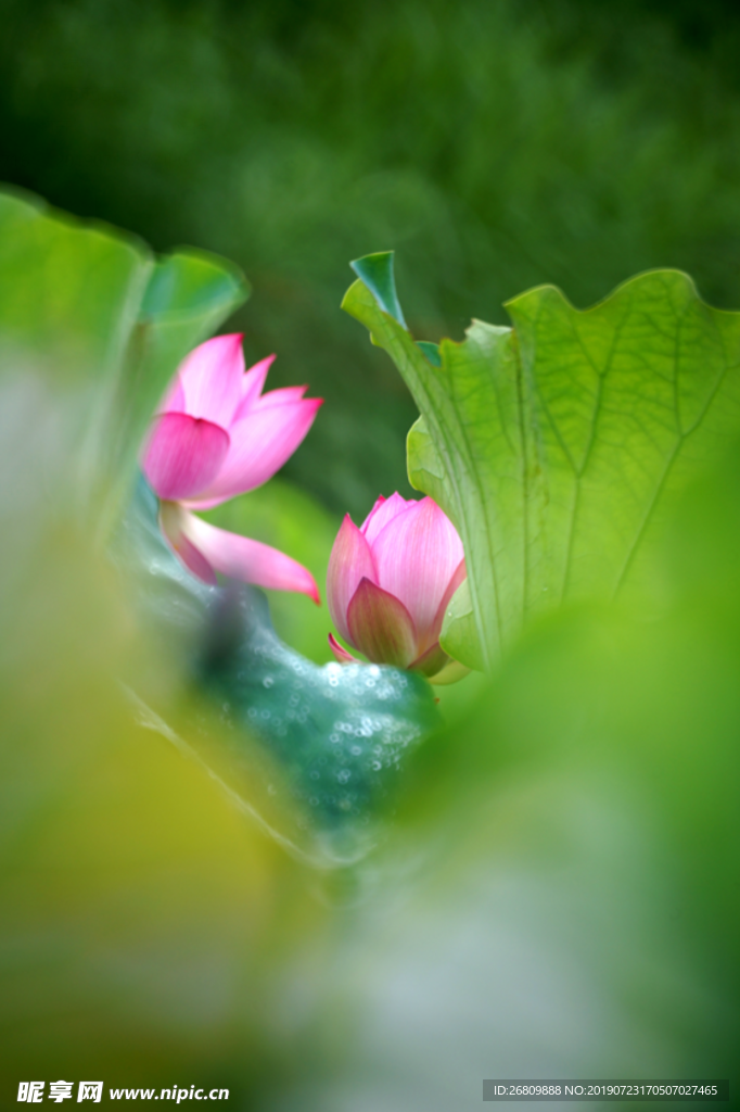 荷花 莲花 红色莲花 藕叶