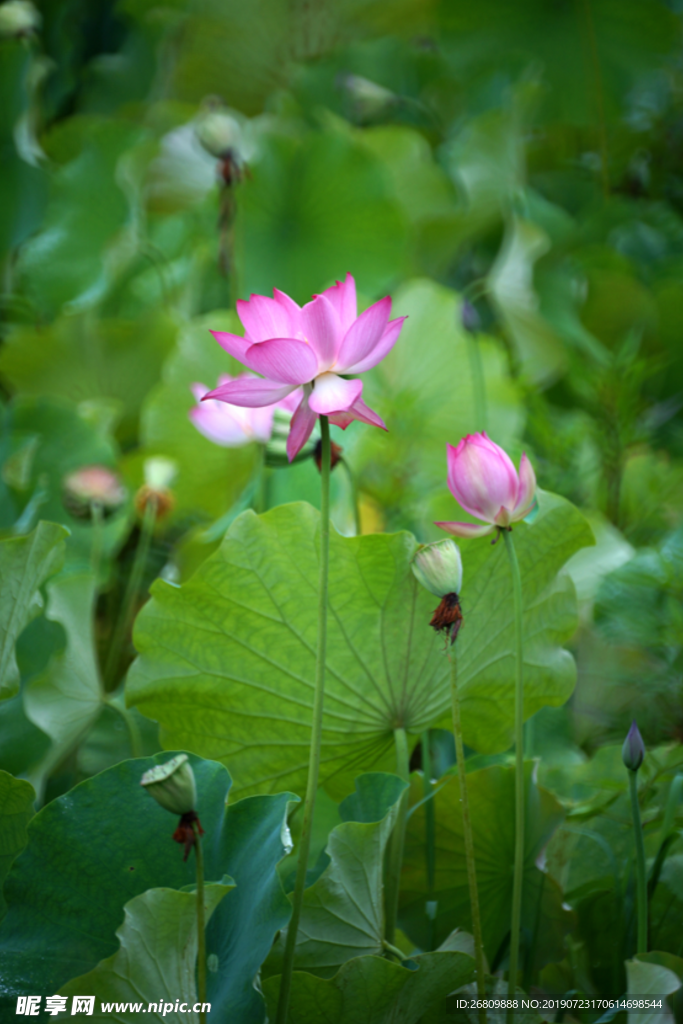 荷花 莲花 红色莲花 藕叶