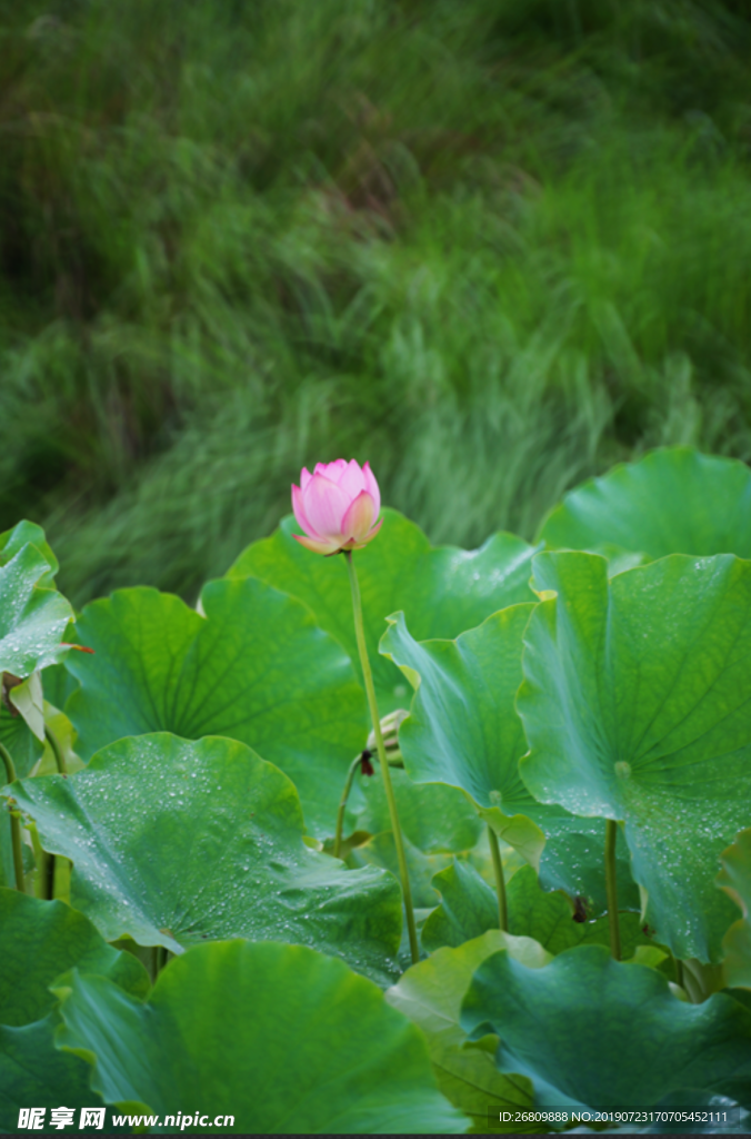 荷花 莲花 红色莲花 藕叶