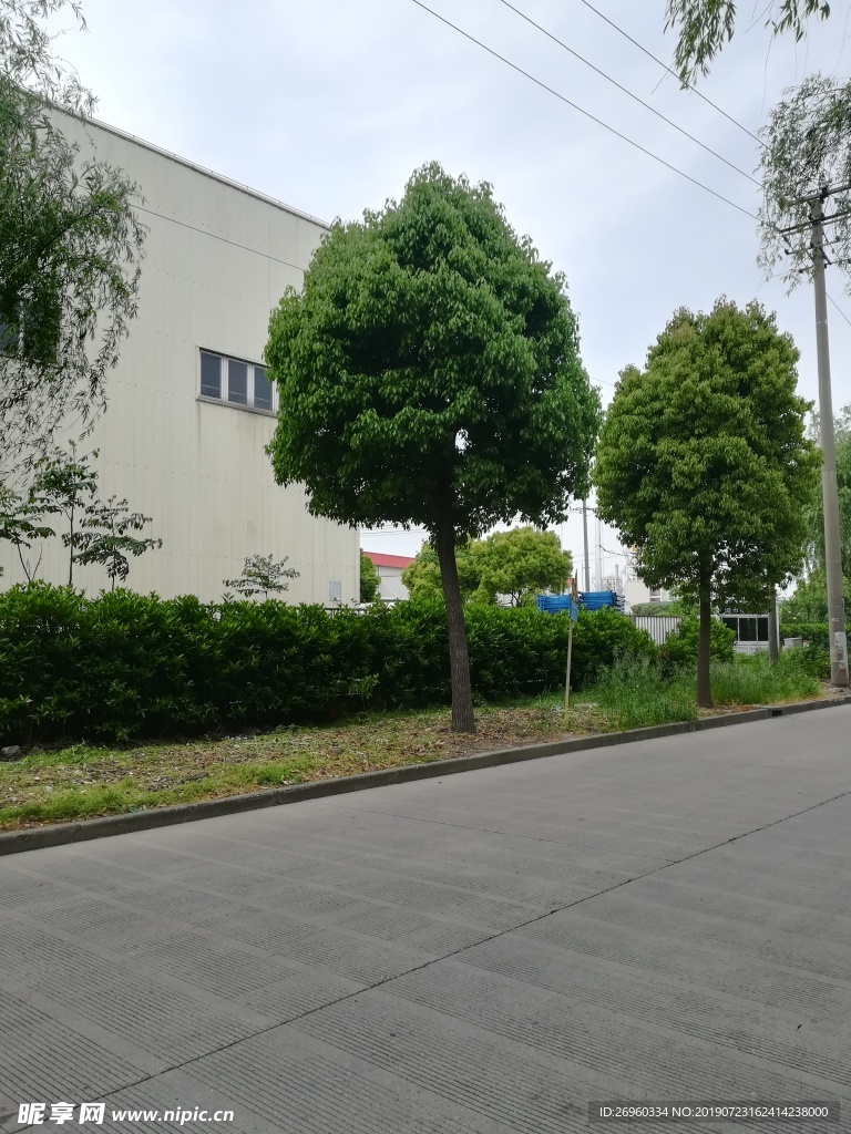树木