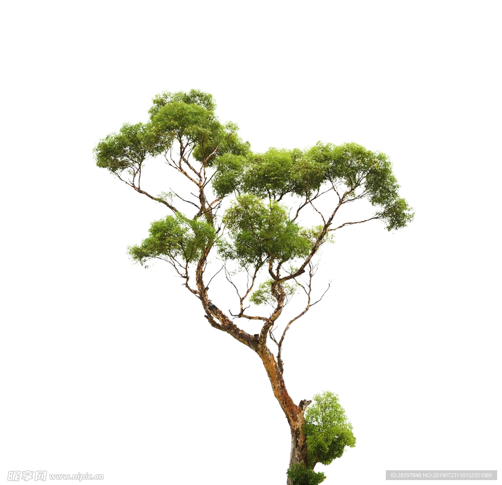 树