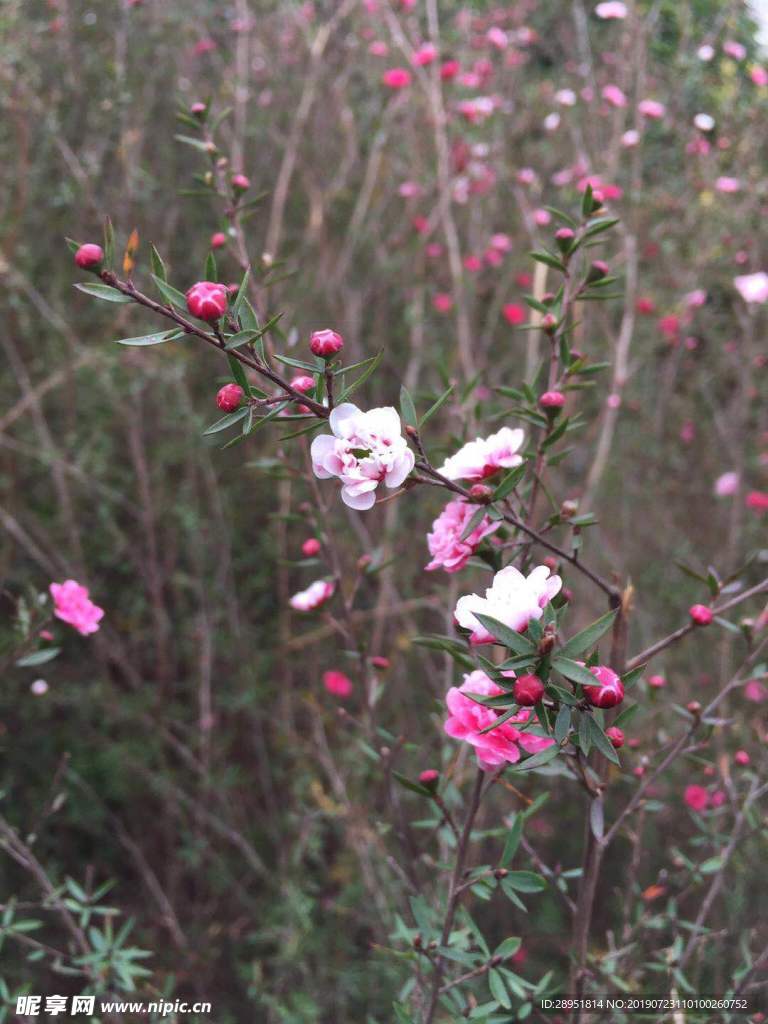 百花争艳