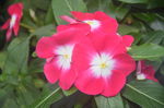 长春花