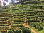 茶树