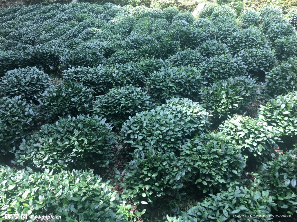 茶树