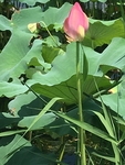 莲花