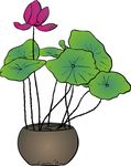 花盆