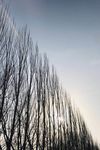 树