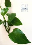 绿萝