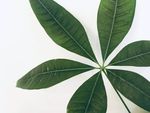 发财树