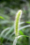 姑姑草