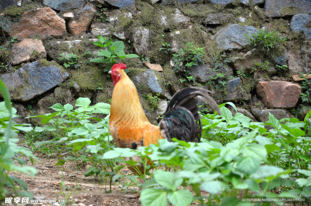 花公鸡