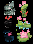 荷花